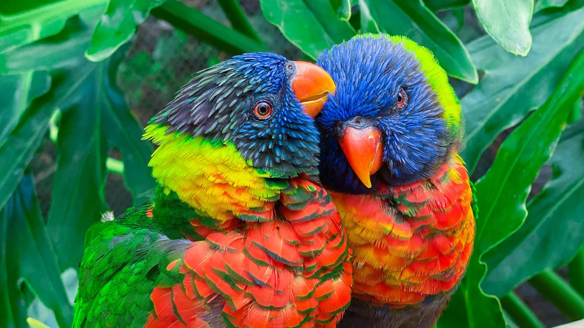 Dans les coulisses de la ferme aux papillons : une expérience immersive à la rencontre des oiseaux et papillons tropicaux !